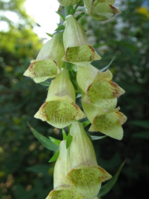Digitalis_xy_01.jpg