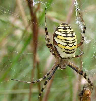 Argiope_bruennichi_-_Wespenspinne_01.jpg