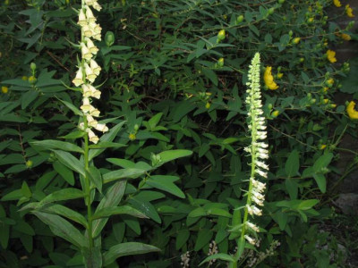Digitalis_Vergleich_01.jpg