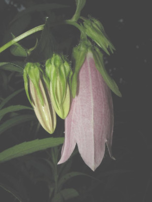 Campanula_takeshimana_01.jpg