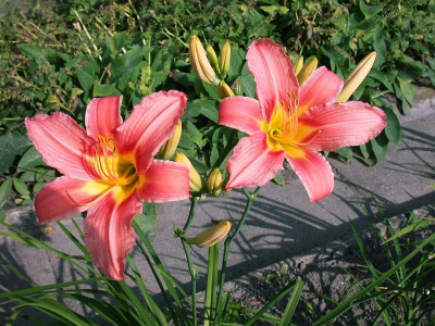 H. fulva rosea#001.jpg