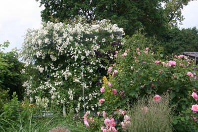 Rosenlaube0819.JPG