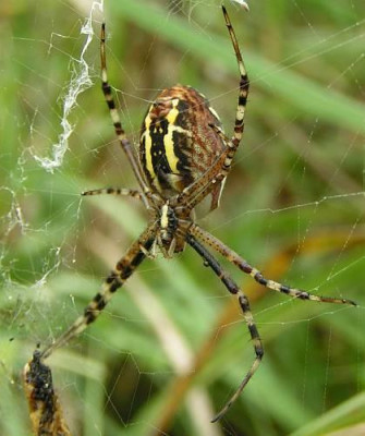 Argiope_bruennichi_-_Wespenspinne_03.jpg