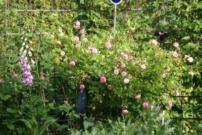 Rose Pink Gislaine de Felingonde1419.JPG