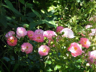 DSCF8883.JPG
