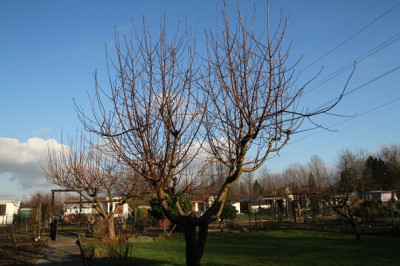 Sauerkirsche2.JPG
