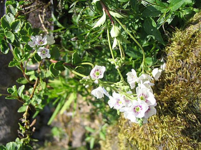 Parahebe_lyallii_fars_2007.jpg