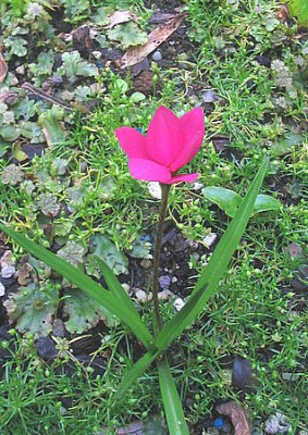Rhodohypoxis_millioides_fars_2007.jpg