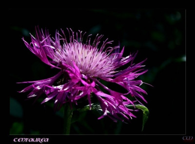 new_comp_Centaurea.jpg