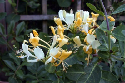 Lonicera002.jpg