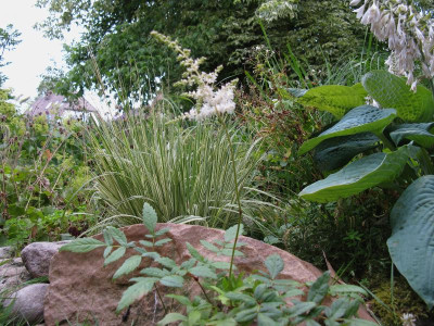 Astilbe glaberrima Slg.JPG