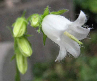 14.6.07._Campanula_barbata_Alba_002.JPG