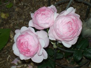 unbekannte_rosa.jpg