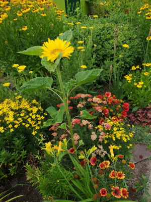 IMG_20190706_112915.jpg
