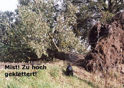 baumsturzA.jpg