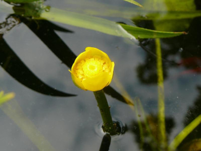 Nuphar lutea Gelbe Teichrose.jpg
