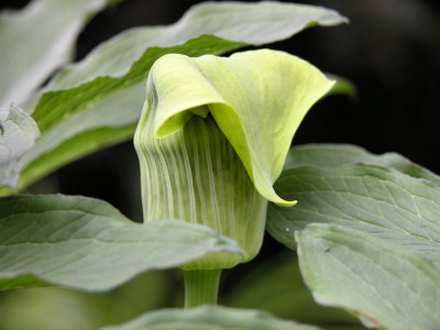 A.flavum_abbr._gross_u.jpg