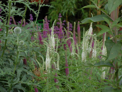 Salvia-Purple-Rain-Veronica.jpg