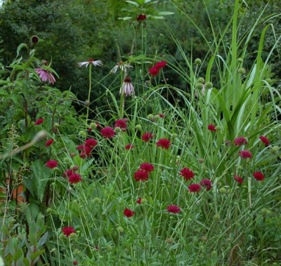 Knautia-Echinacea.jpg