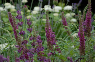Salvia-Purple-Rain-Teucrium.jpg