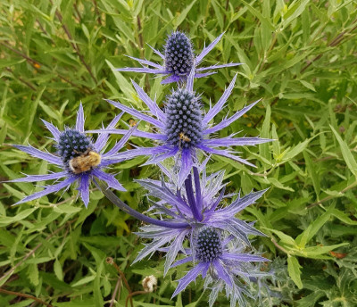 20190706_160131_1_1.jpg
