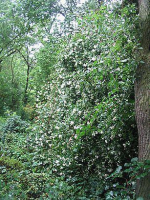 Philadelphus_im_Schatten_fars_2007.jpg