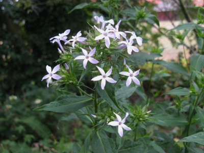 Blommorvans Fussel.JPG
