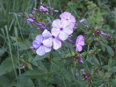 H paniculata Wildform Sarastro.JPG