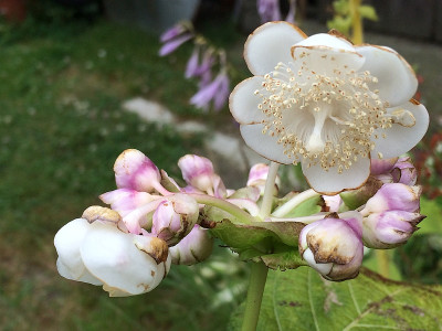 2019 07 06 Pink Kii.jpg
