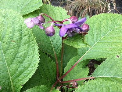 2019 07 06 Deinanthe.jpg