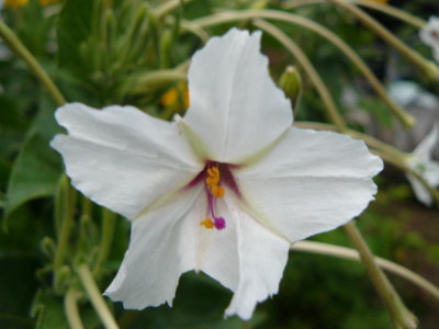 Mirabilis longiflora.jpg