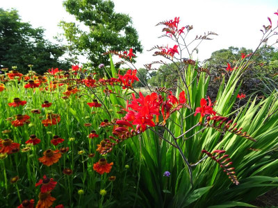 Crocosmia Lucifer Juli 2019.JPG