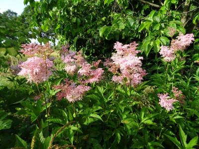 Filipendula rubra Venusta Magnifica  Juli 2019.JPG