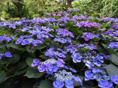 Hydrangea macrophylla Taube Juli 2019.JPG