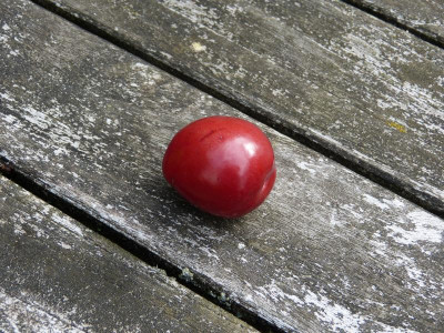 P1060268.JPG