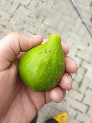 DK2.jpg