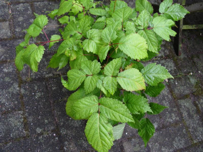 Chartreuse Laub.JPG