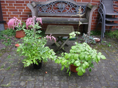 Chartreuse Straußenfeder.JPG