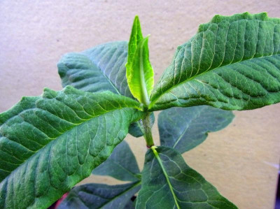 Großer Garten_P. paniculata_Ga_RIMG1644.JPG