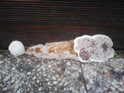 holzpilz02.jpg
