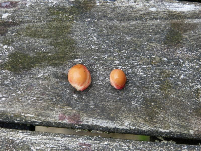 P1060275.JPG