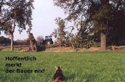 baumsturzC.jpg