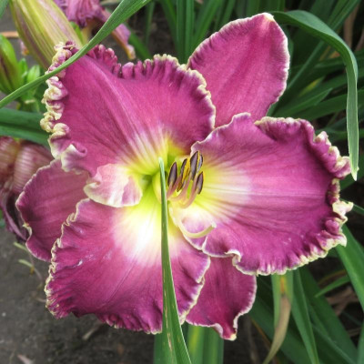 Linda Beck_8249.JPG