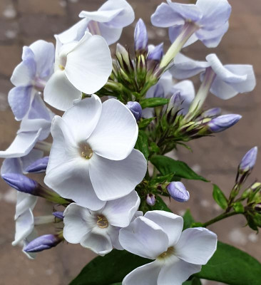 20190707_212637.jpg