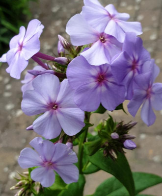 20190707_212438.jpg