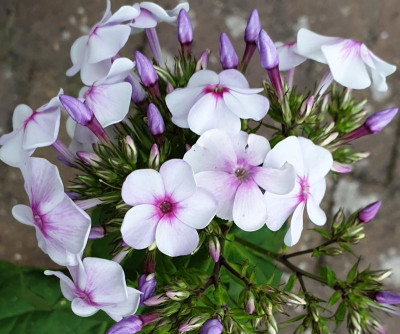 20190707_212536.jpg