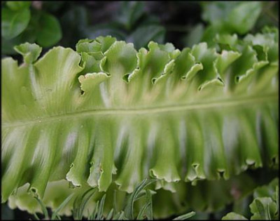 Asplenium_sc..JPG