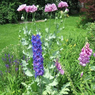Schlafmohn_4.jpg