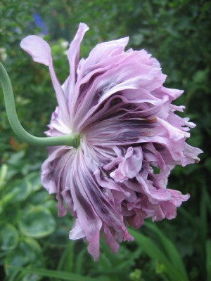 Pap._som._gef._lavendel_5510_r11.jpg