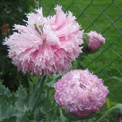 Pap._som._gef._rosa_55021.jpg